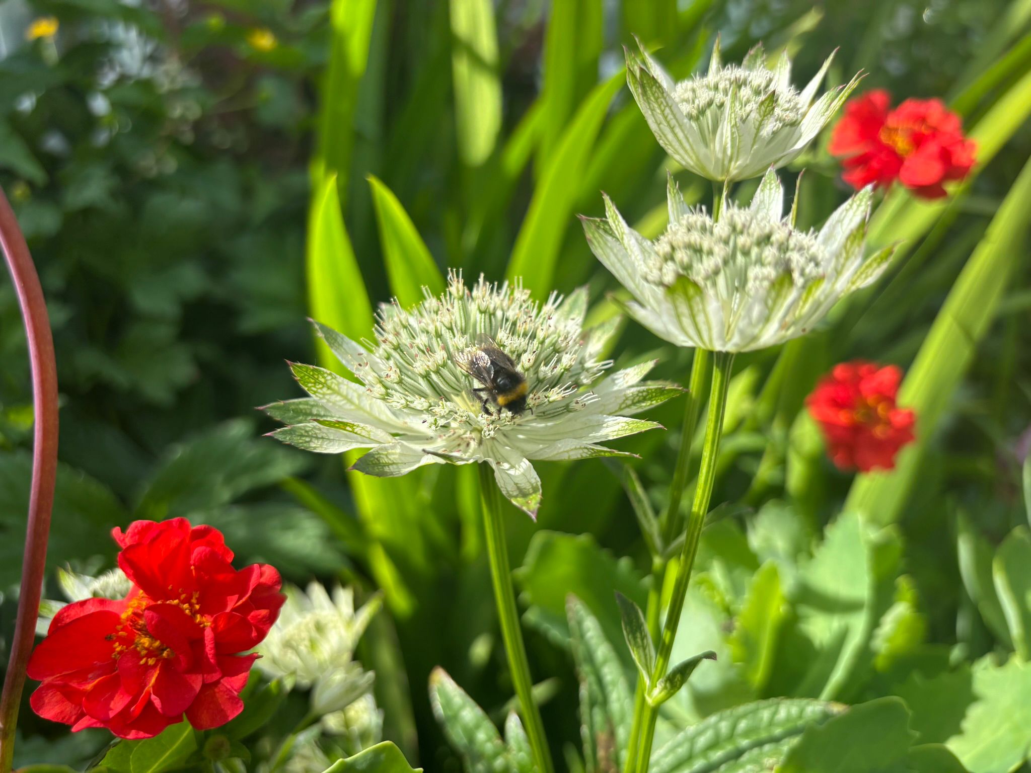 Bumblebee on white astrantia flowers