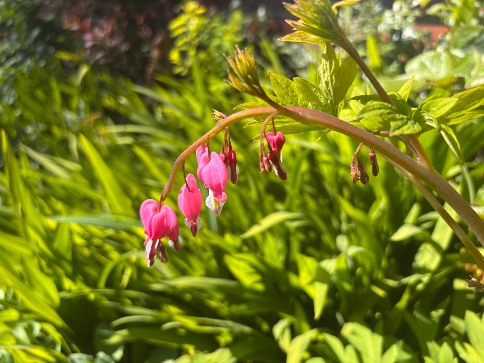 Pink bleeding heart flowers in a well-kept Warwickshire flower border