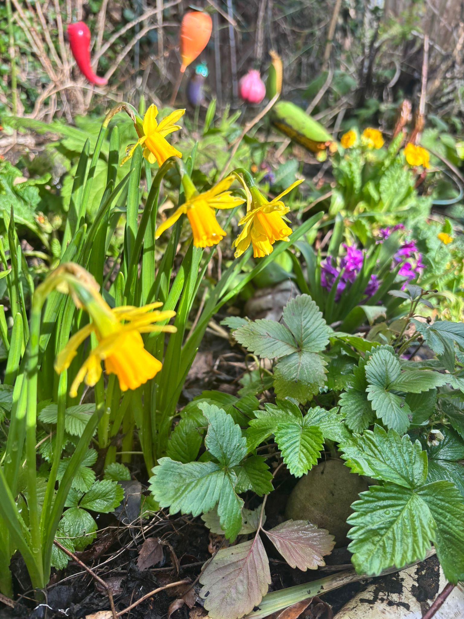 Yellow daffodils in a spring garden border