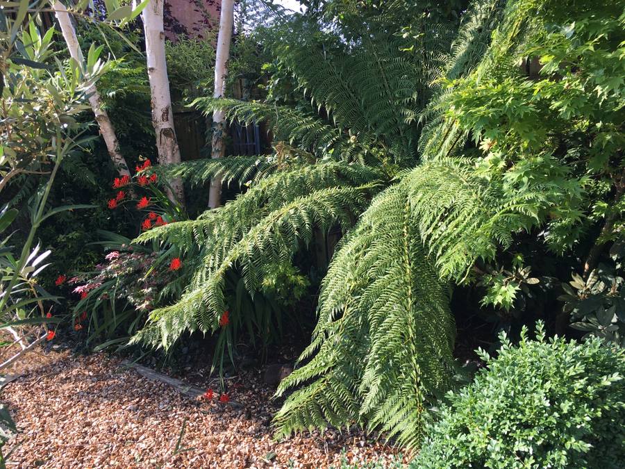 Ferns and silver birch trees in a woodland garden corner, Leamington Spa