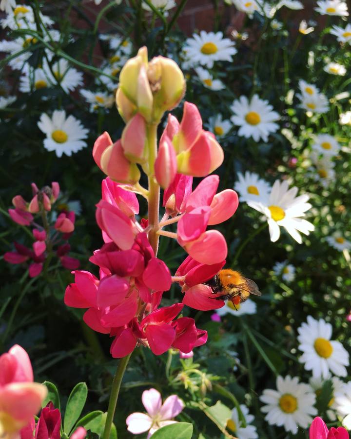Pink lupin with bumblebee in a garden planted by Royal Garden Care