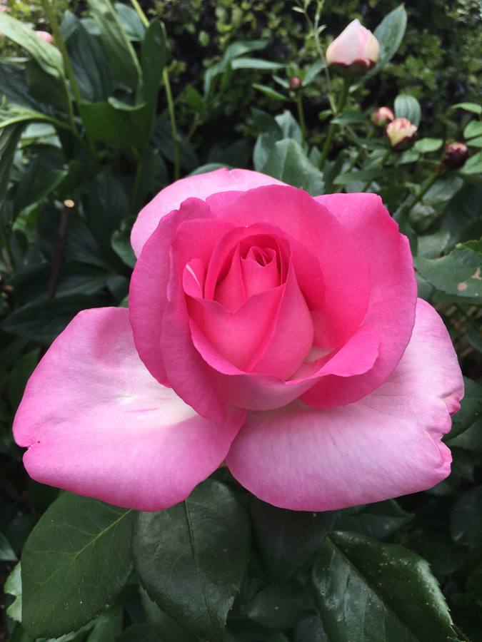 Large pink rose in full bloom — planting and care by Royal Garden Care