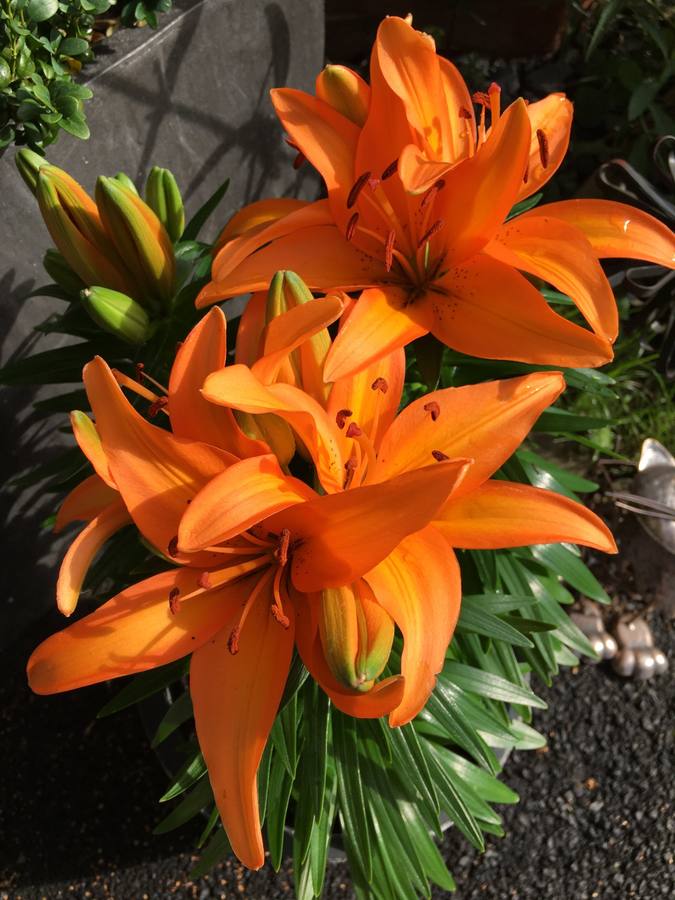 Vibrant orange lilies planted by Royal Garden Care in Leamington Spa