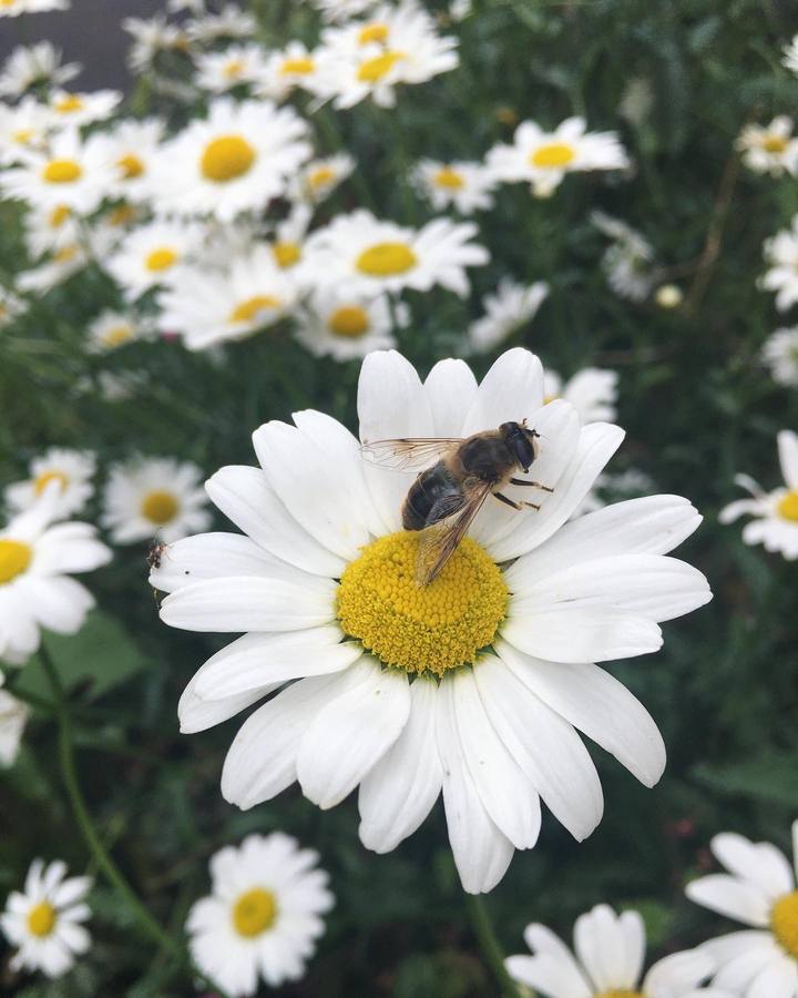 White daisies attracting wildlife — garden planting in Leamington Spa