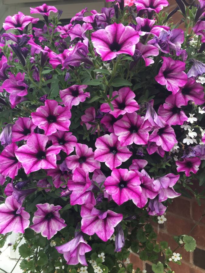 Pink petunia hanging basket — seasonal planting by Royal Garden Care