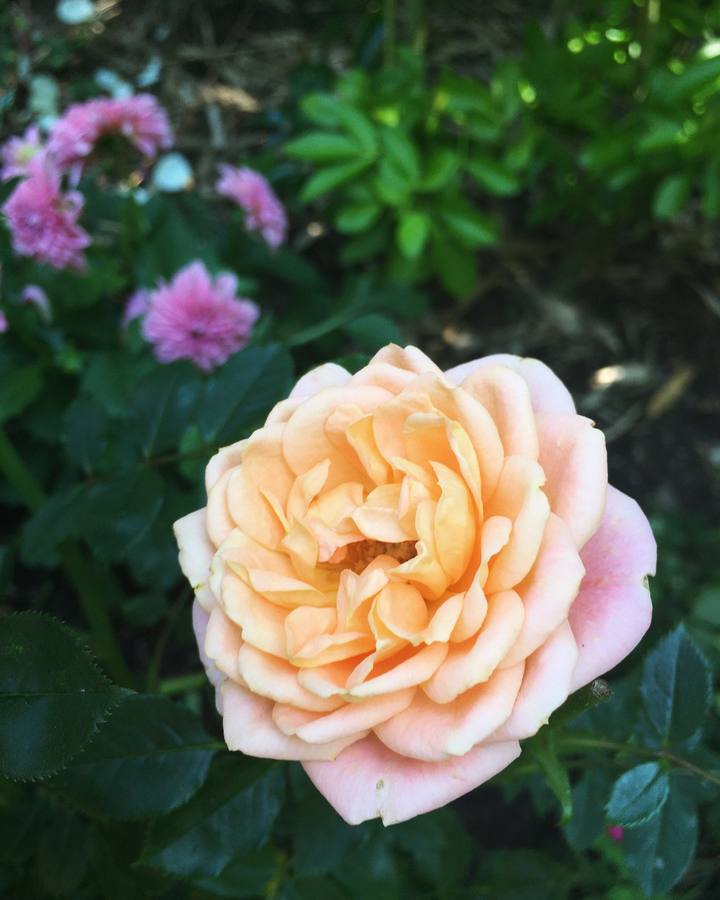 Beautiful peach rose growing in a garden maintained by Royal Garden Care
