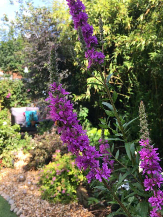 Purple loosestrife in a pollinator-friendly garden in Leamington Spa