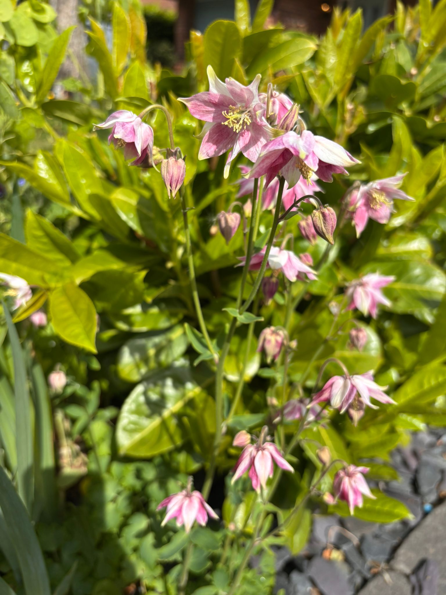 Pink aquilegia (columbine) flowers in a sunlit shrub border