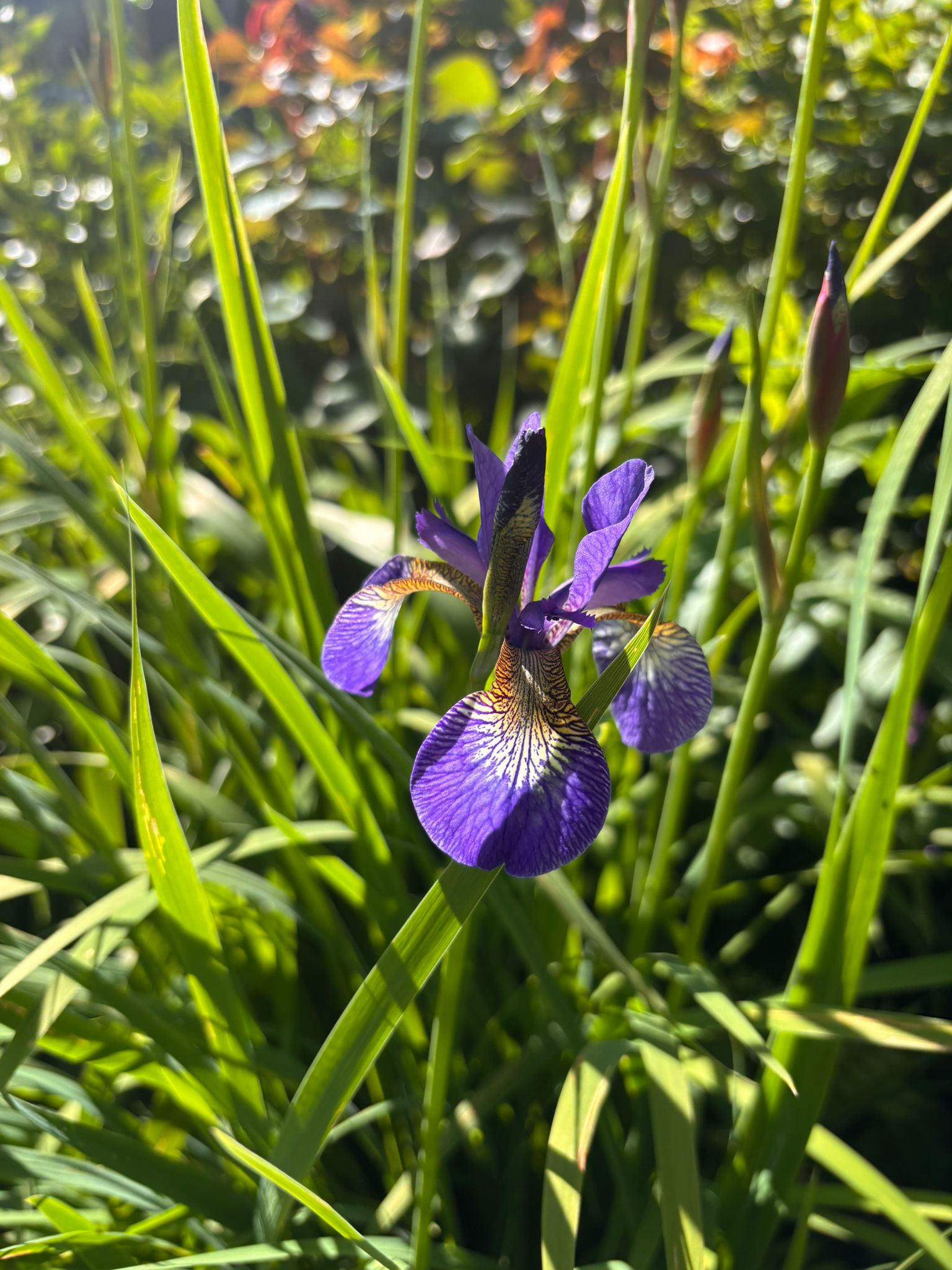 Purple Siberian iris in a pollinator-friendly border, Warwickshire