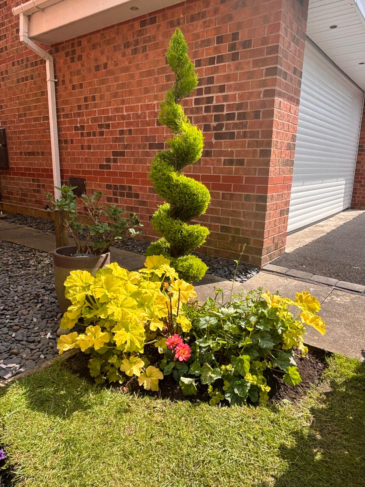 Spiral cypress topiary with yellow heuchera and pink dahlia at the base — front garden, Leamington Spa