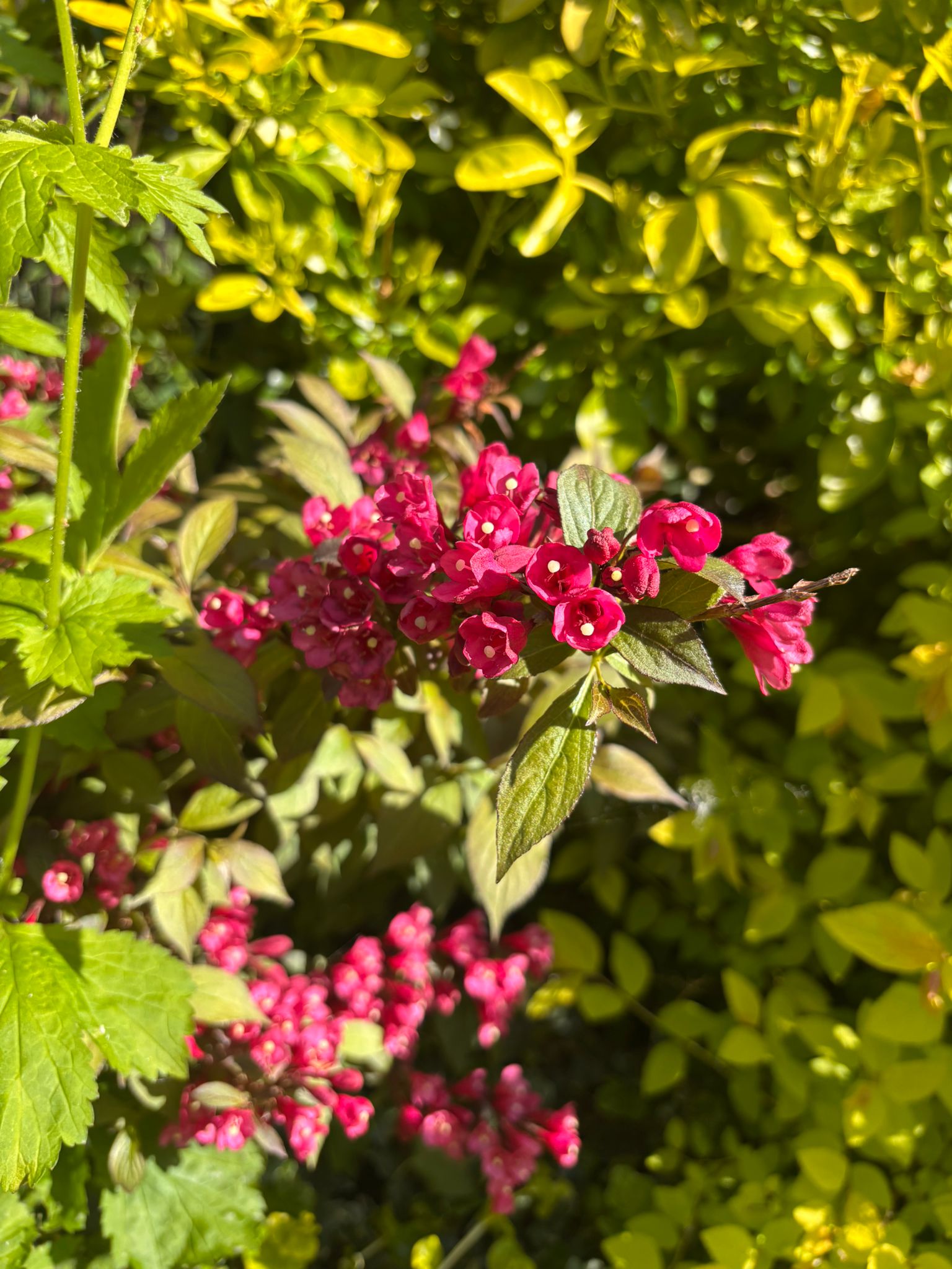 Pink Weigela flowers against golden privet — a cottage-style mixed border
