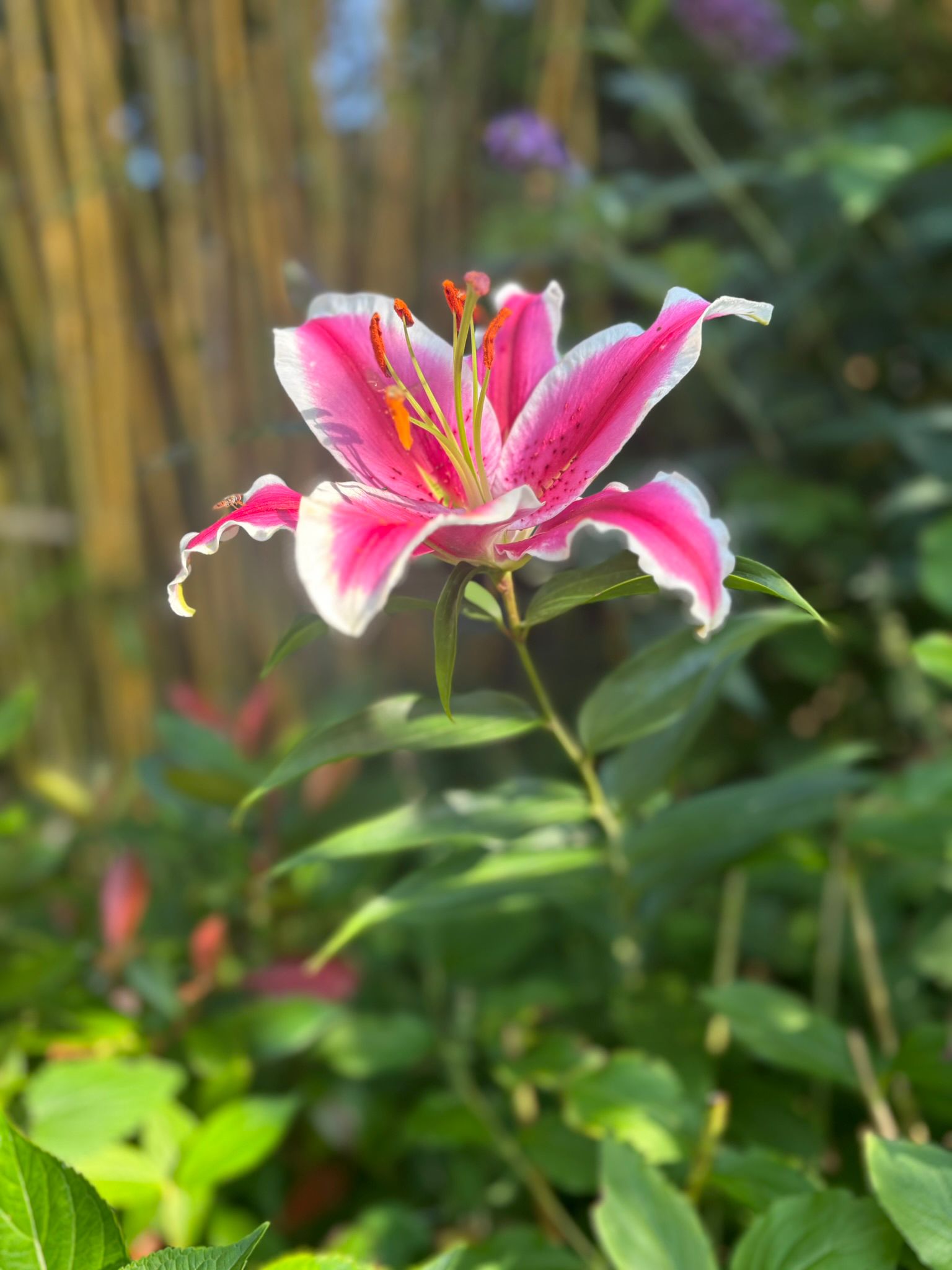Pink stargazer lily in bloom