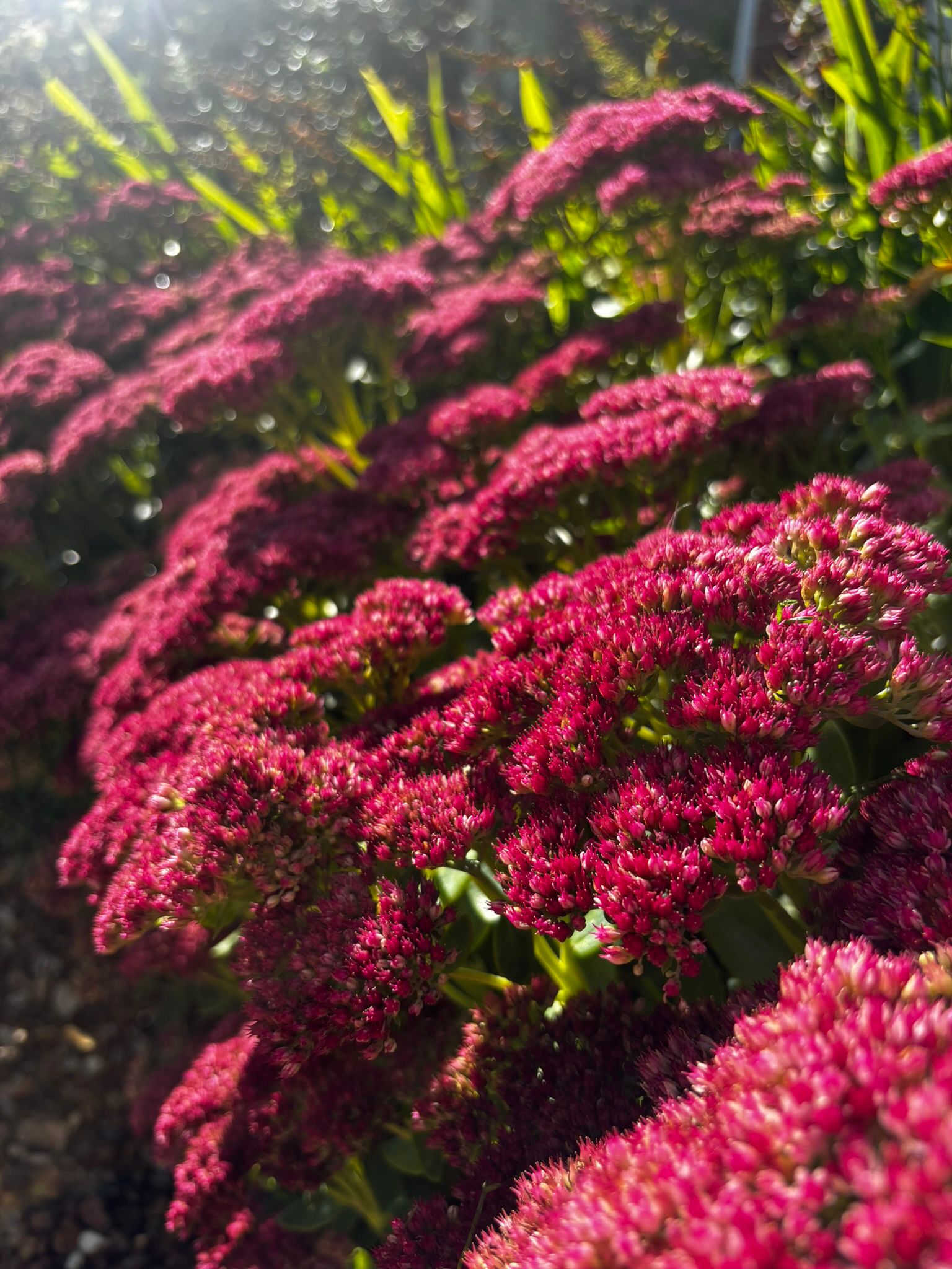 Deep pink sedum flowers in sunlight